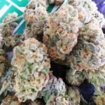 Blueberry Blast Marijuana Strain